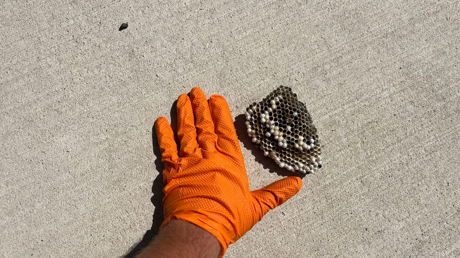 Wasp nest removed from residential area by pest control technician in Allen during early summer.