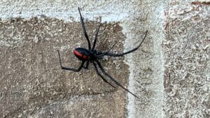 Black widow spider spotted on brick wall surface near home entry point in Farmersville.