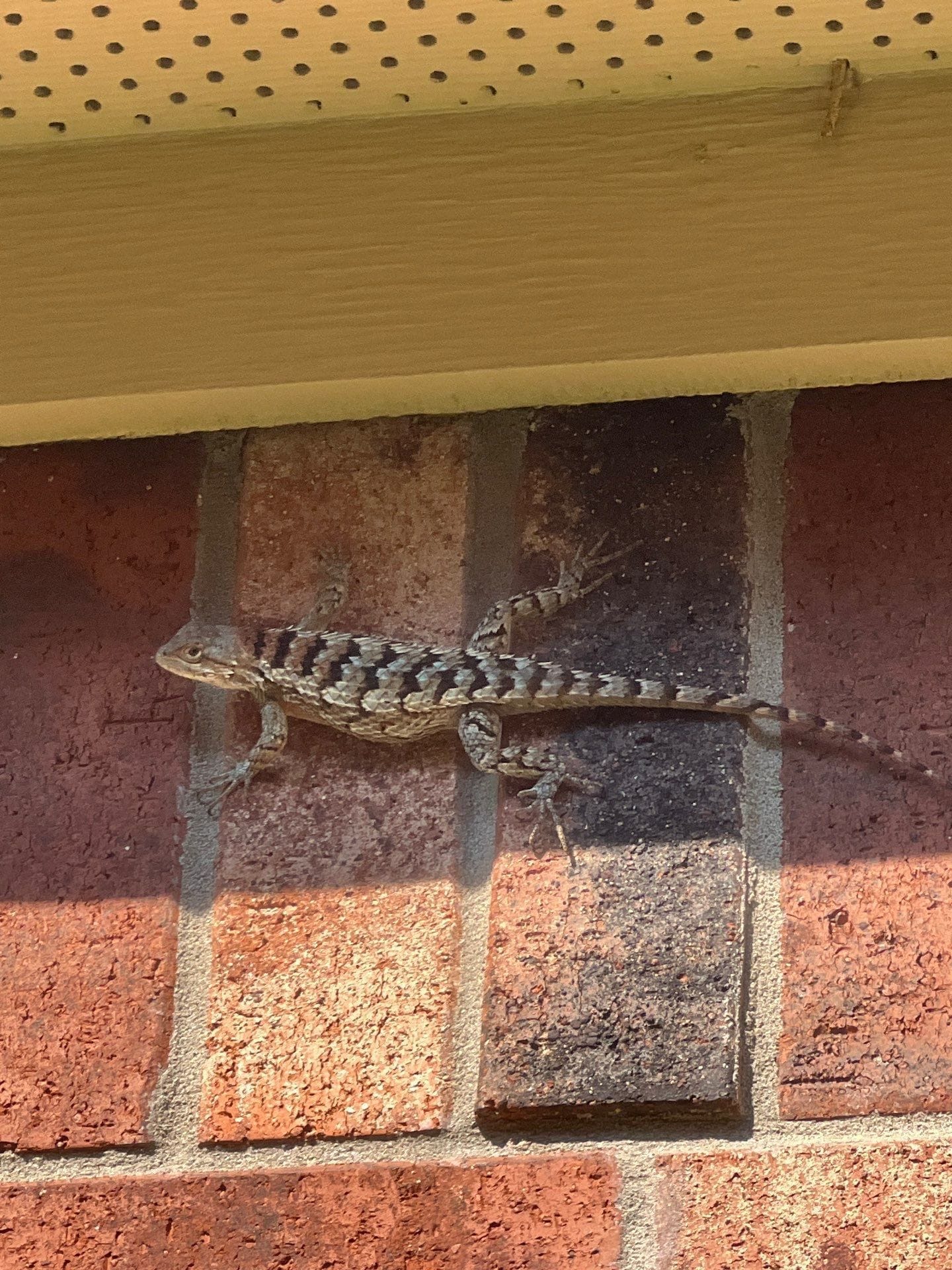 Spotted lizard resting on red brick wall near roof soffit area in McKinney