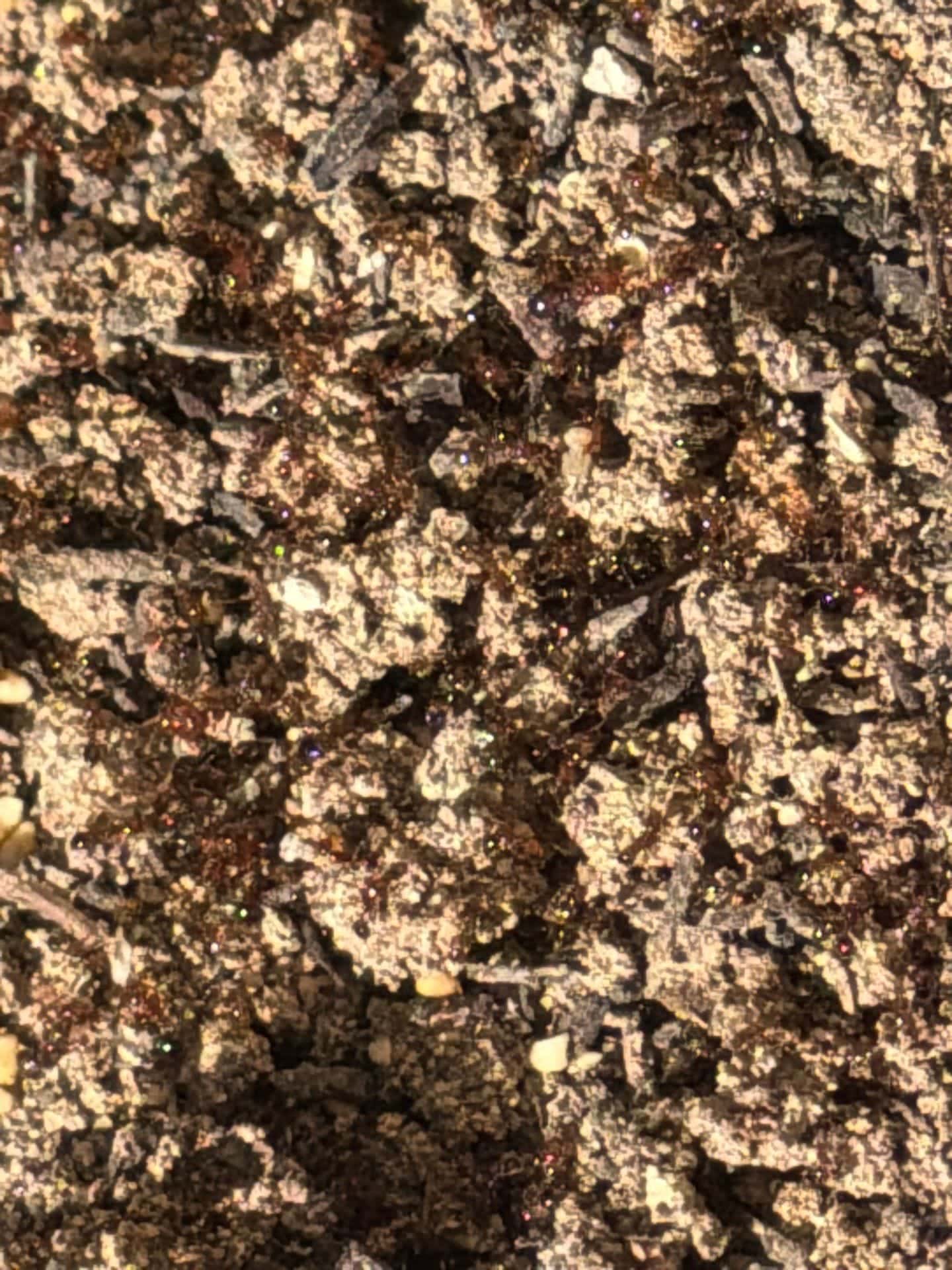 Line of ants moving across dry soil during summer pest inspection in McKinney.