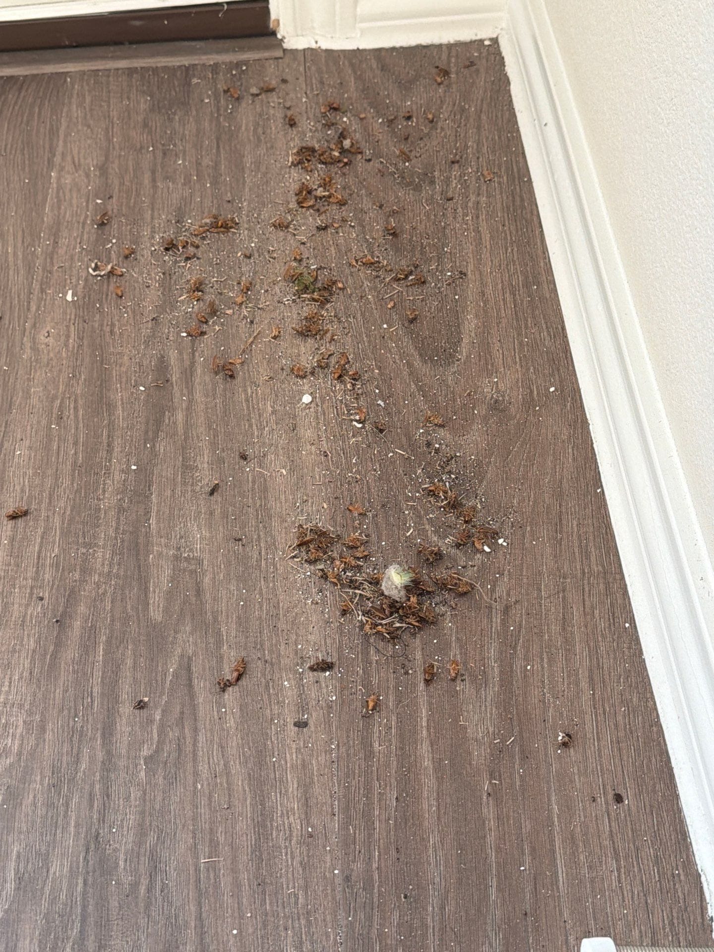 Rodent droppings and debris along an indoor baseboard in Princeton, Texas, indicating possible mouse or rat activity needing inspection and exclusion.