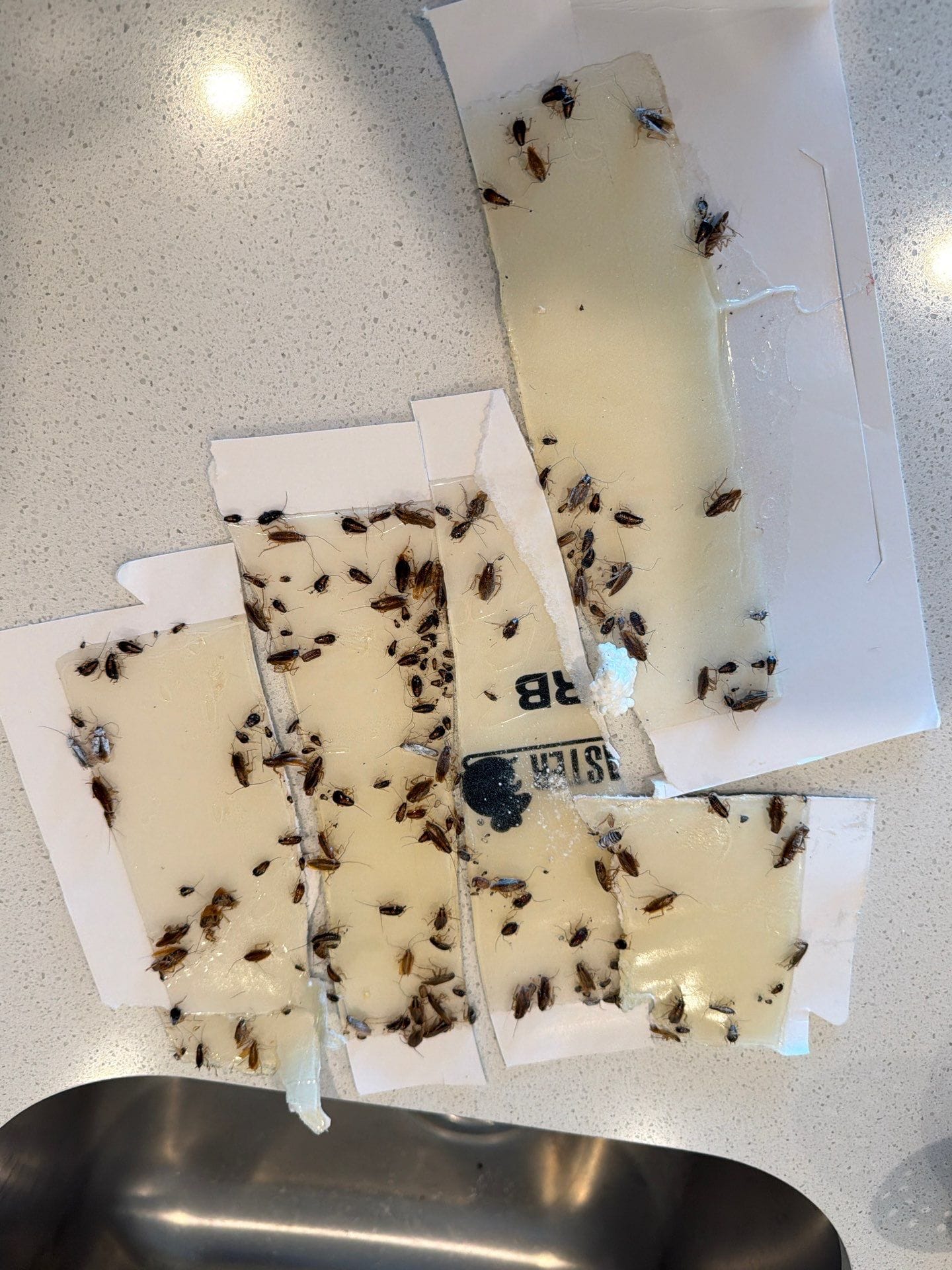 Multiple cockroaches captured on glue boards during an indoor pest inspection in Princeton.