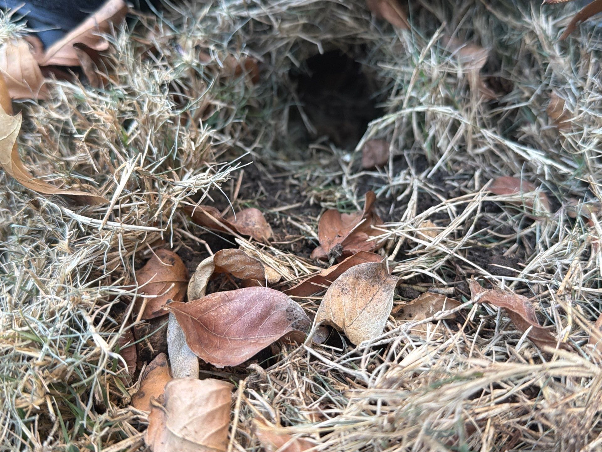 Exclusion burrow discovered beneath grass in Plano, likely used by rodents for property access.