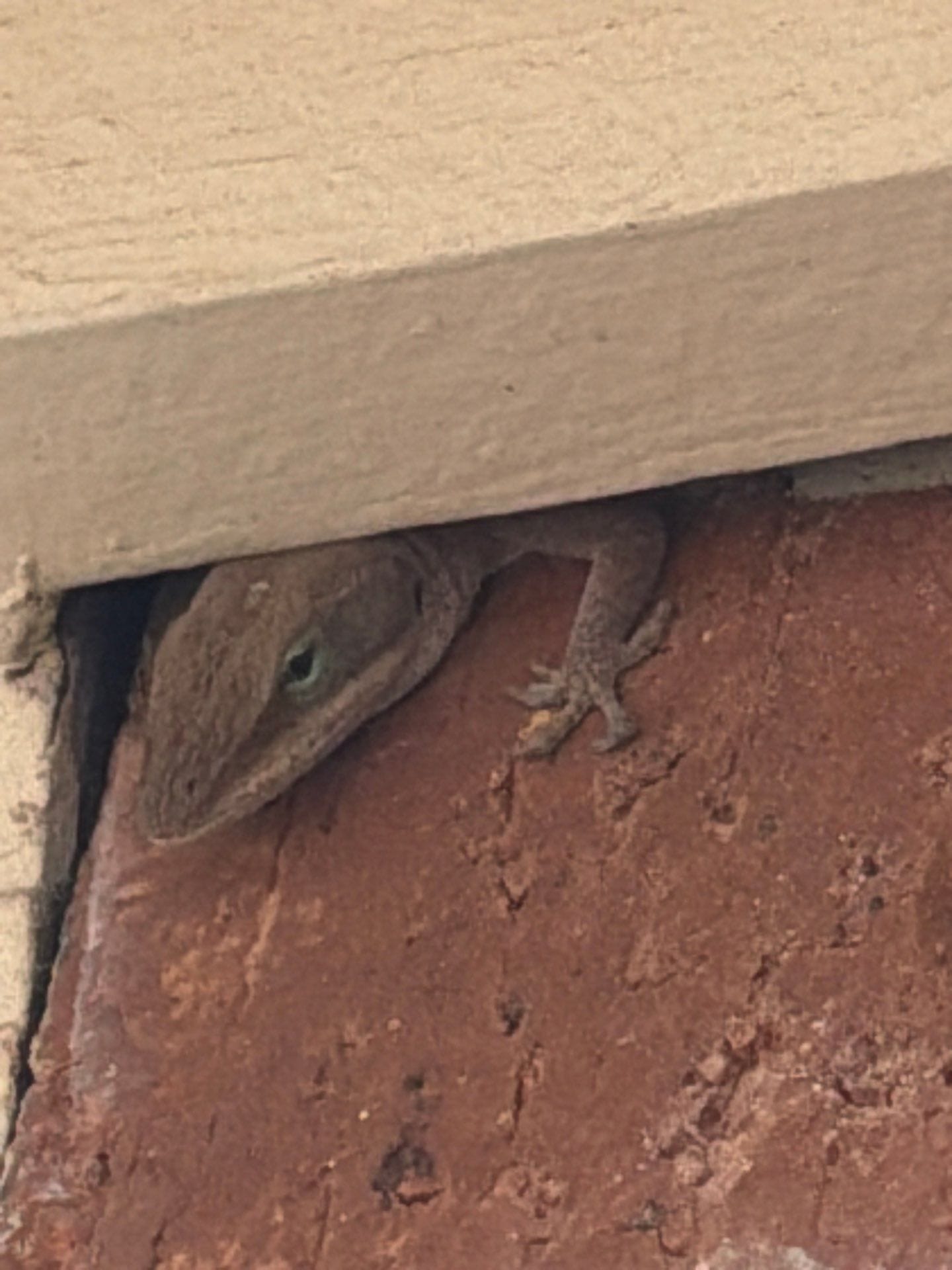 Brown lizard tucked under exterior siding gap in Allen, Texas, indicating a potential entry point that may need sealing to reduce pest activity.