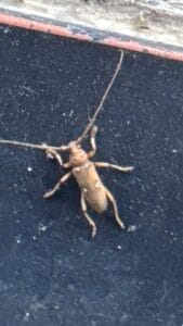 Brown longhorn beetle with long antennae found outdoors in Farmersville, Texas.