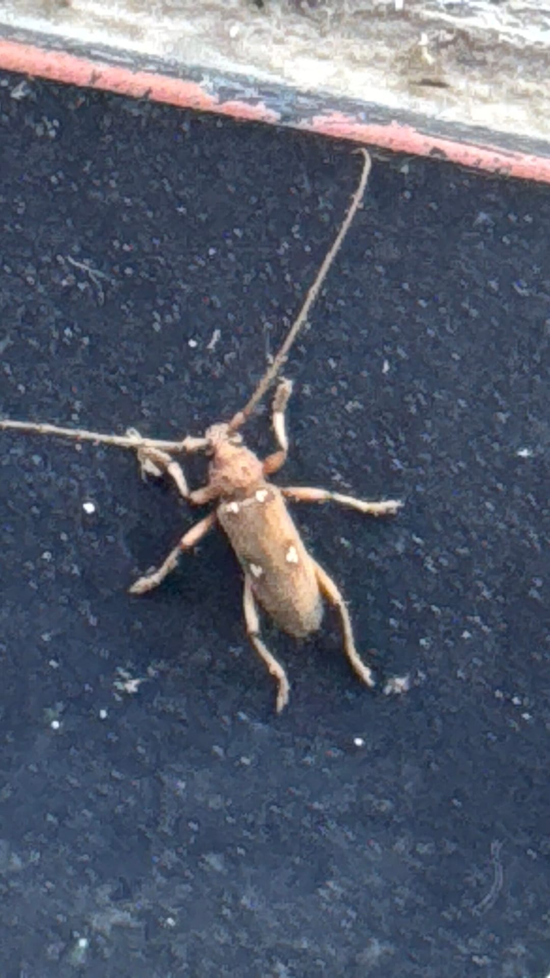 Brown longhorn beetle with long antennae found outdoors in Farmersville, Texas.