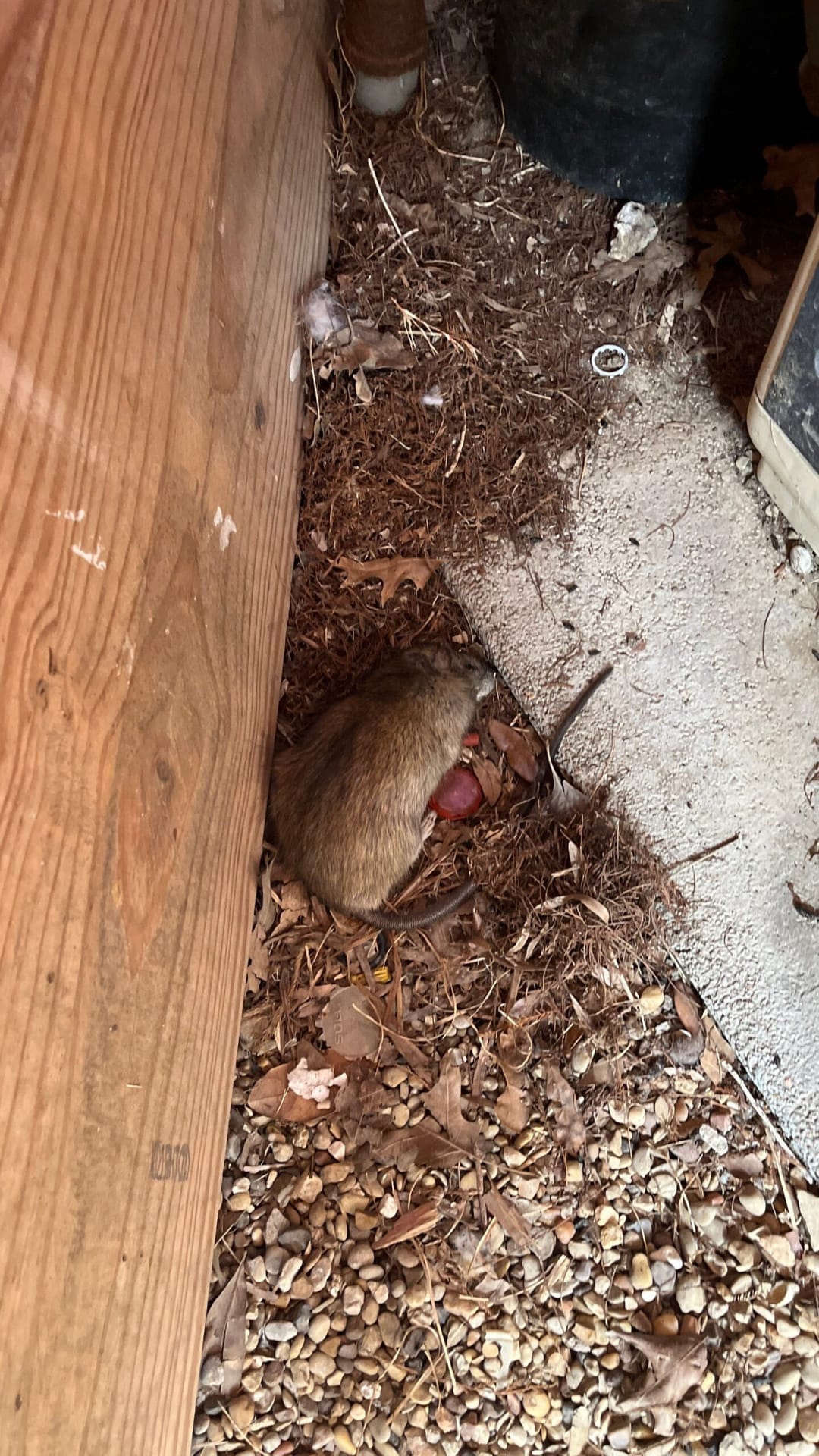Dead rat found near interior wall, confirming rodent activity in Plano home