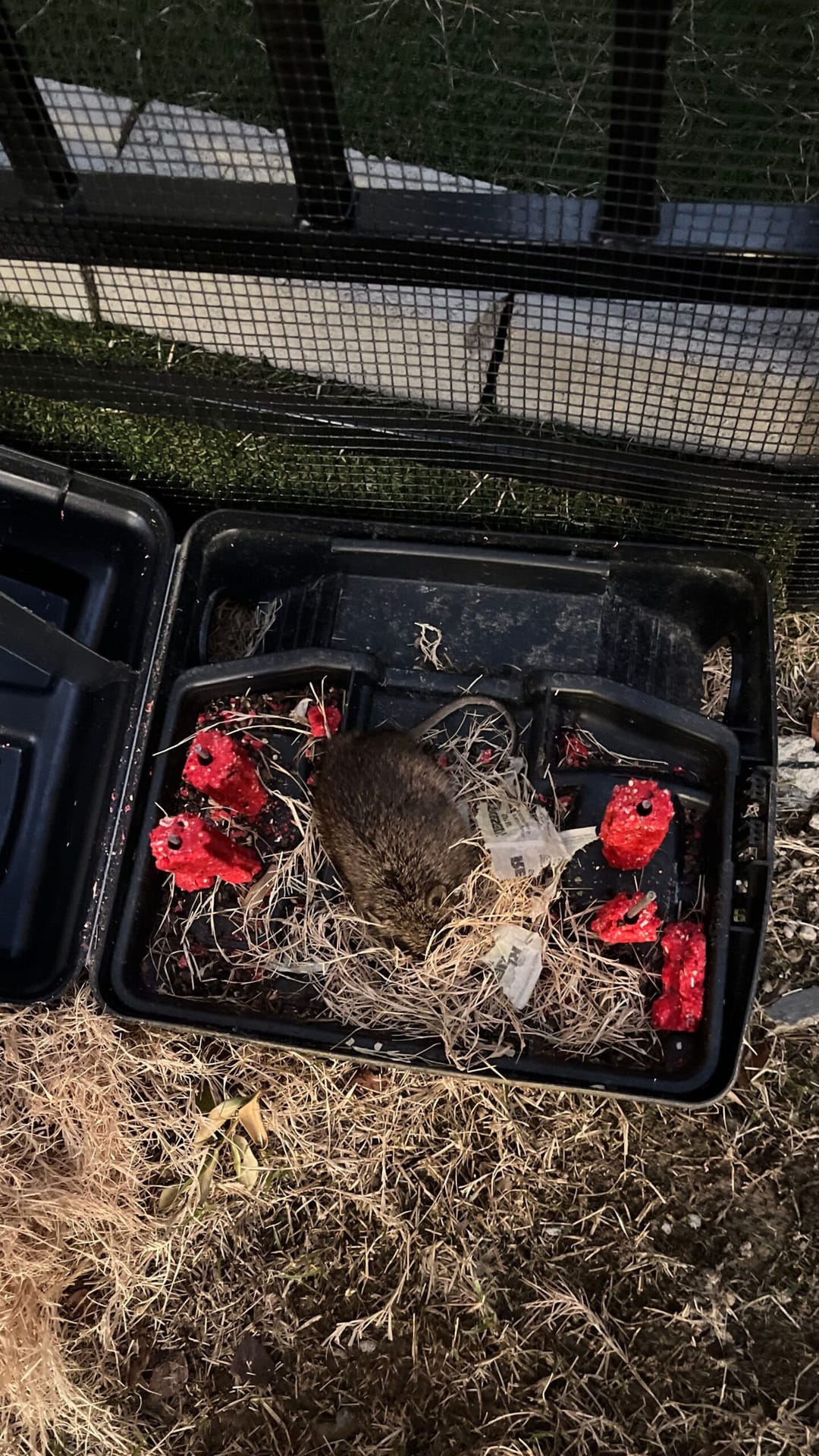 Dead rat found in an outdoor rodent bait station in Celina, Texas after professional rodent control service.