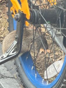 Rat found near a bicycle wheel in Frisco, Texas, indicating potential rodent activity around garages, sheds, or stored equipment.