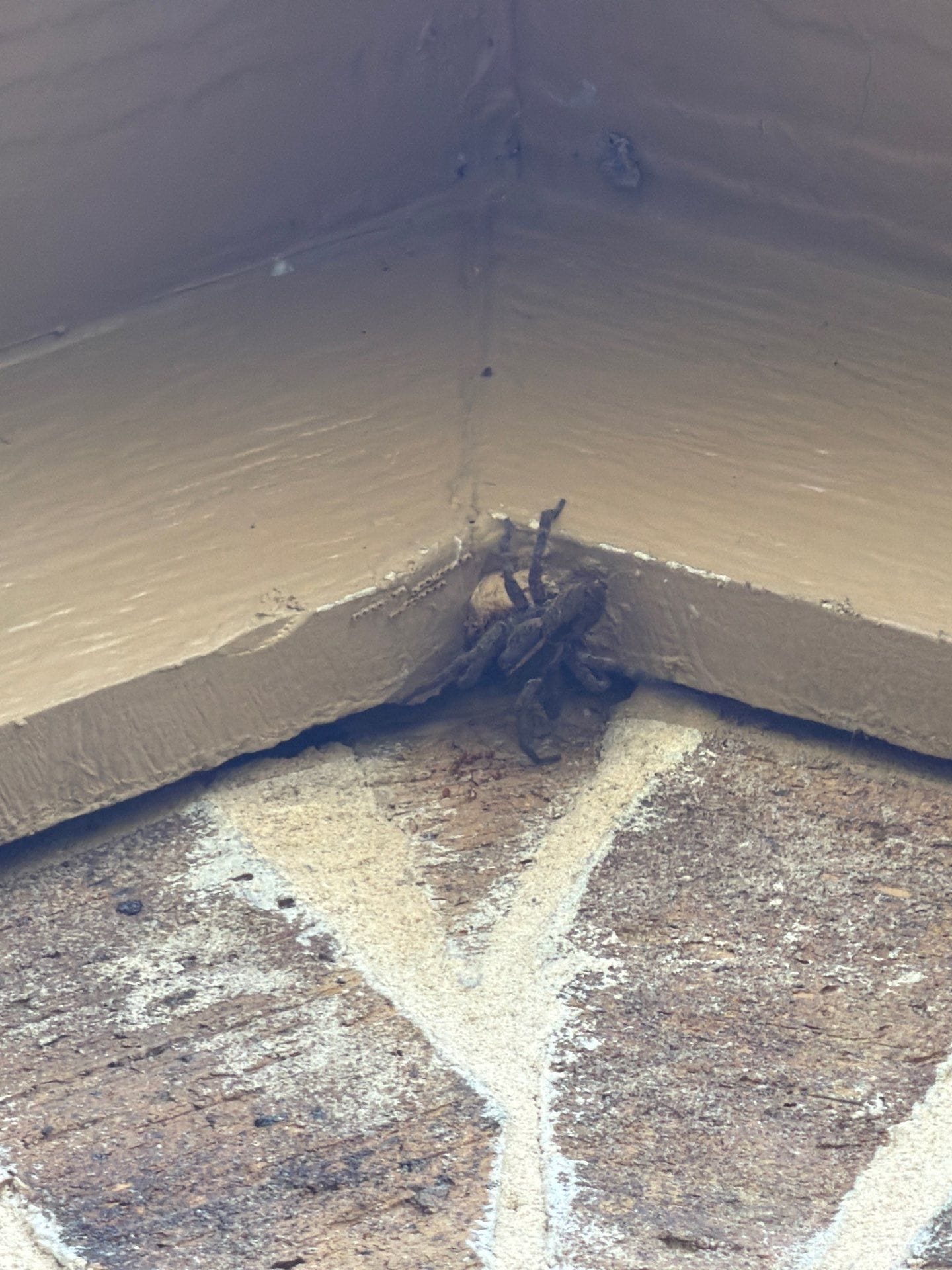 Dead spider hiding near wall corner inside home McKinney