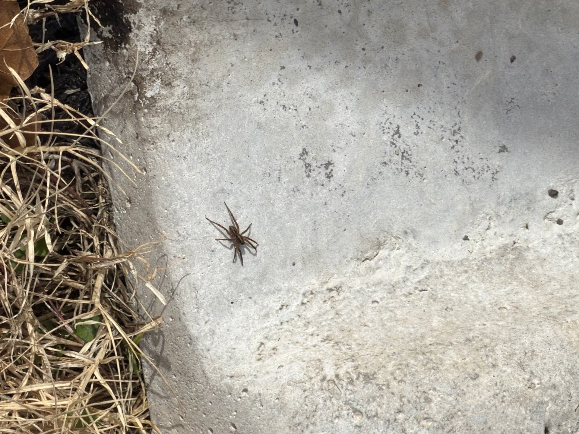 Spider walking across concrete near dried vegetation in Princeton, captured during spring outdoor inspection.