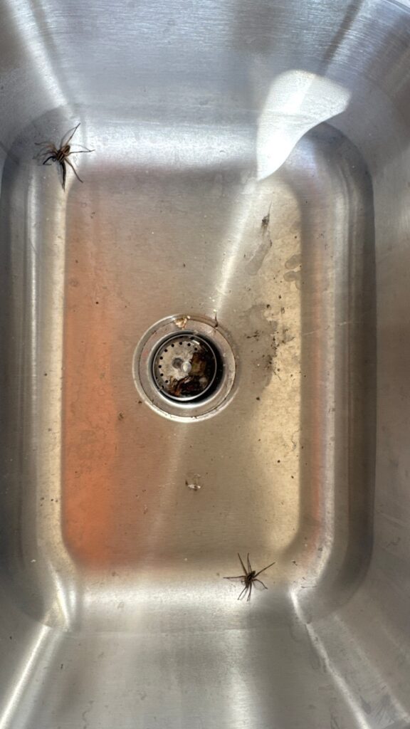 Two spiders found in a stainless steel kitchen sink in Farmersville, Texas.