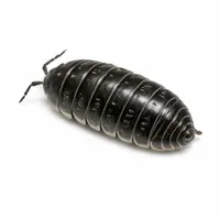 pill bug identification
