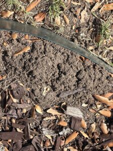 Active ant mound in landscape bed in Little Elm, Texas, indicating potential ant nesting and the need for professional treatment.