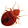 Common Bed Bug in McKinney TX
