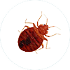 Bed Bug Control McKinney TX