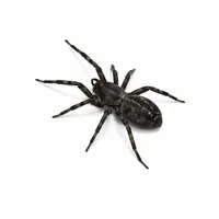 Black House Spider McKinney TX