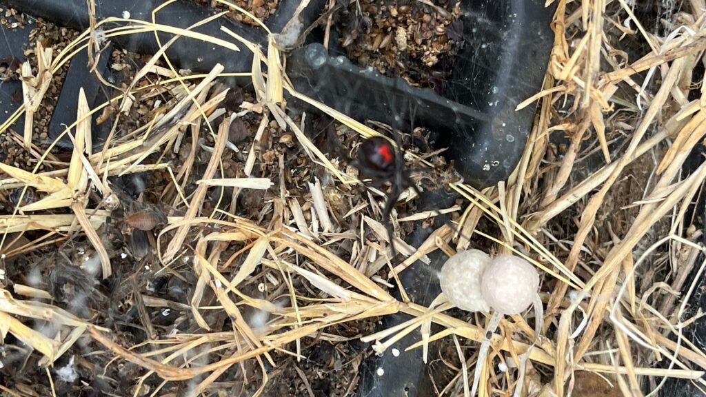 Black widow spider in a messy web near egg sacs found during a pest inspection in Aubrey.