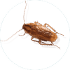 Cockroach Control McKinney TX
