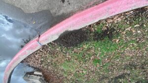 Fire ant mound along curb line in Plano.