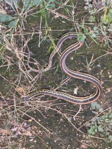 Striped garter snake found in yard area in Frisco, Texas.
