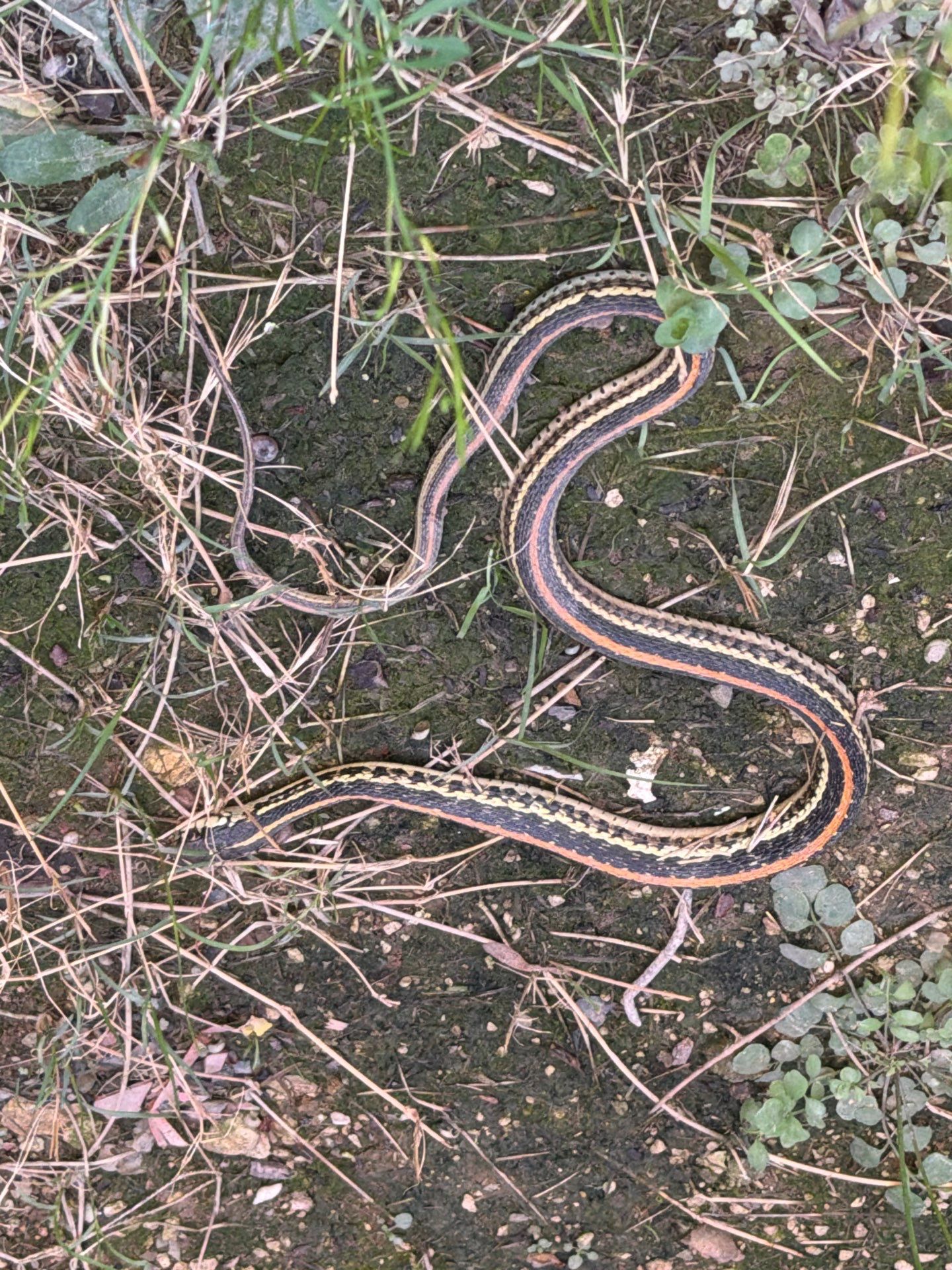 Striped garter snake found in yard area in Frisco, Texas.