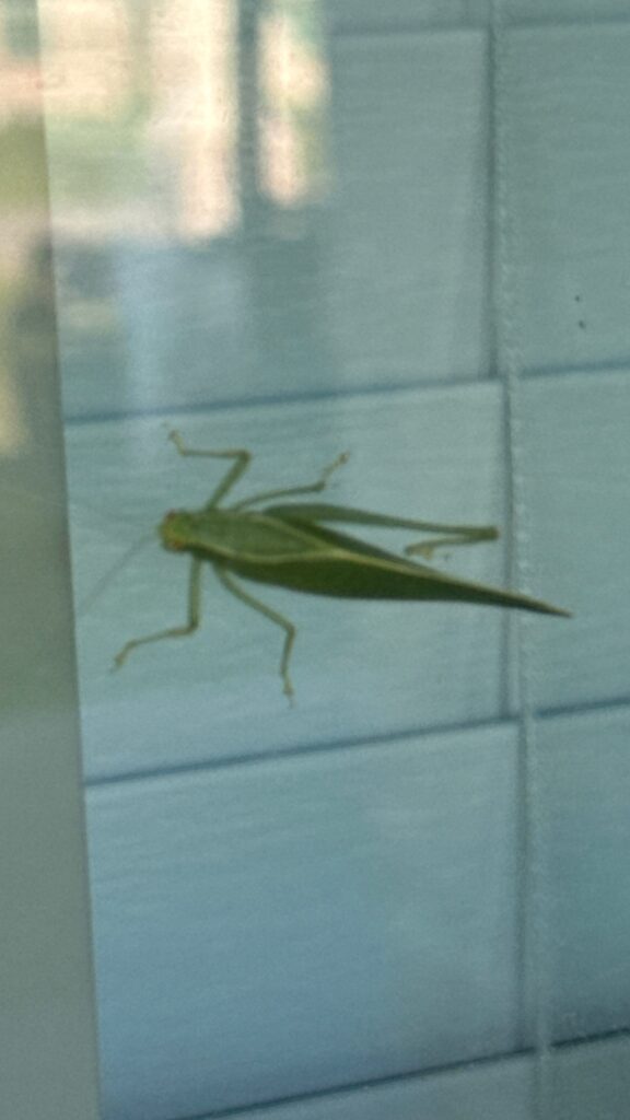Green katydid resting on a window screen in Farmersville, Texas during summer.