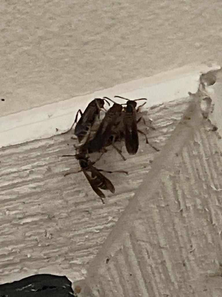 Several paper wasps cluster on a home's exterior soffit near the eave during a fall inspection in McKinney, Texas.