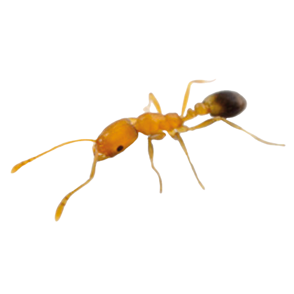 pharaoh ant identification