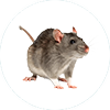 Rodent Control McKinney TX