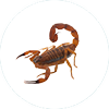 Scorpion Control McKinney TX