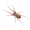Spider Control McKinney TX