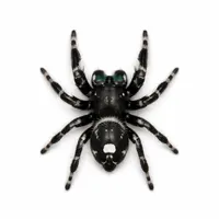 Jumping Spider McKinney TX