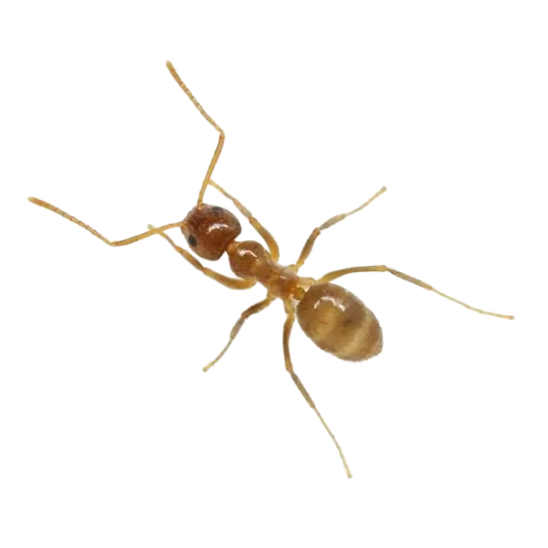 tawny crazy ant identification