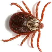 American dog tick control McKinney TX