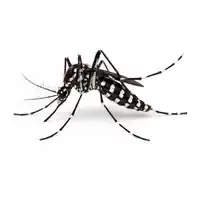 Asian Tiger Mosquito McKinney TX