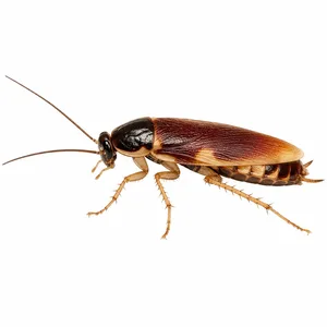 brown-banded cockroach identification