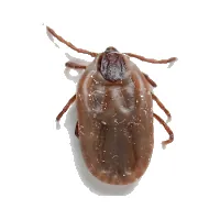 Brown dog tick control McKinney TX