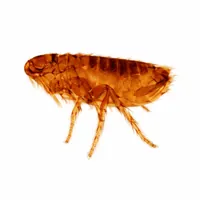 Dog flea pest control McKinney TX