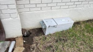 Exclusion trap placed near the foundation of a house in Little Elm, Texas.