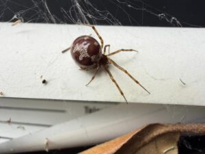 Close-up of a brown false widow cobweb spider on a dusty interior surface with tangled webbing, discovered during a garage inspection in Frisco, Texas.