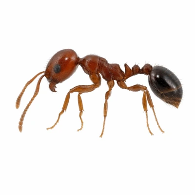 Fire Ant McKinney TX