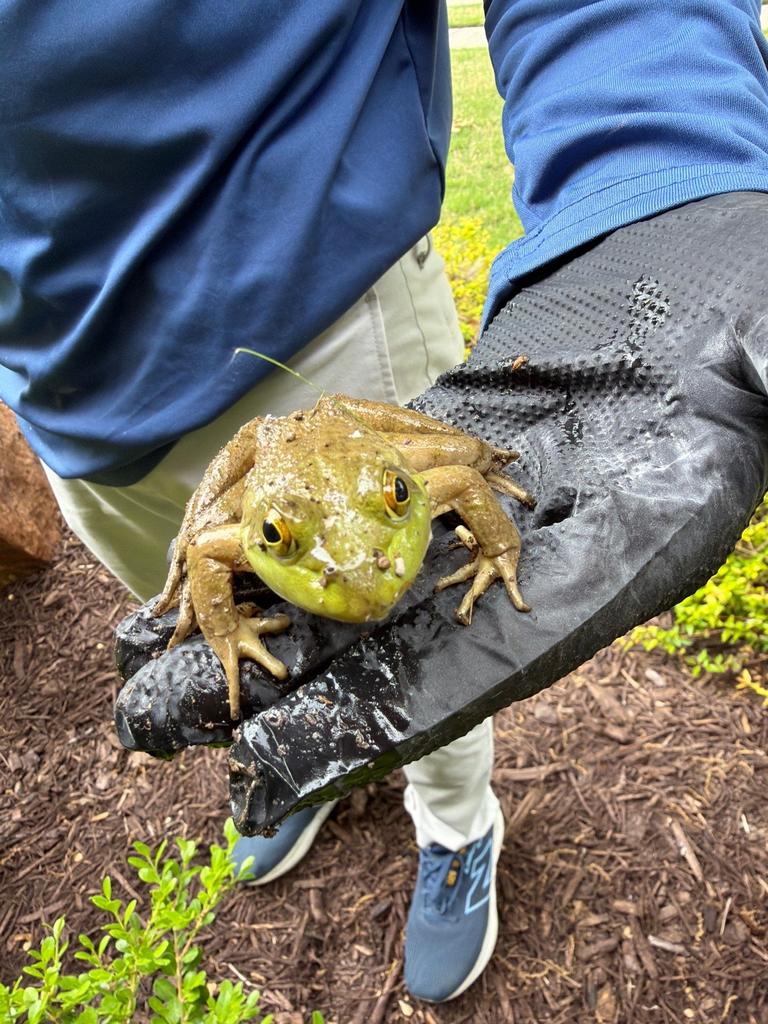 Gloved technician holds a live frog discovered in a mulched landscaping bed during a residential pest control inspection in Fairview, Texas.