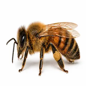 Honey Bee