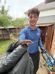 A Pest Me Off technician gently holds a small lizard encountered during an exterior yard inspection at a Twin Creeks home in Allen, Texas.