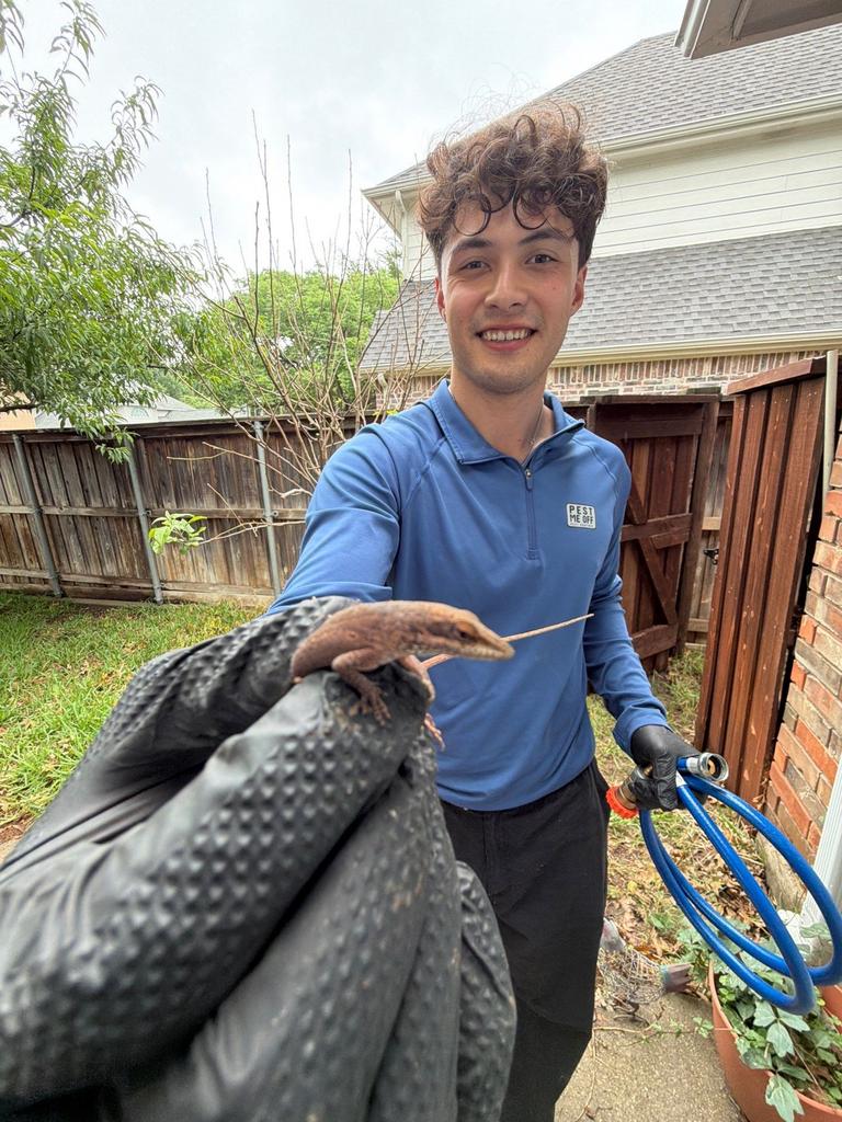 A Pest Me Off technician gently holds a small lizard encountered during an exterior yard inspection at a Twin Creeks home in Allen, Texas.