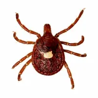 Lone Star tick control McKinney TX