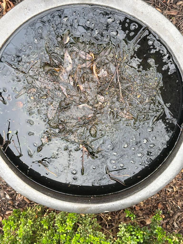 Stagnant, debris-filled water in a backyard birdbath, identified as a mosquito breeding source during a pest control inspection in McKinney, Texas.