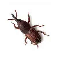 rice weevil identification