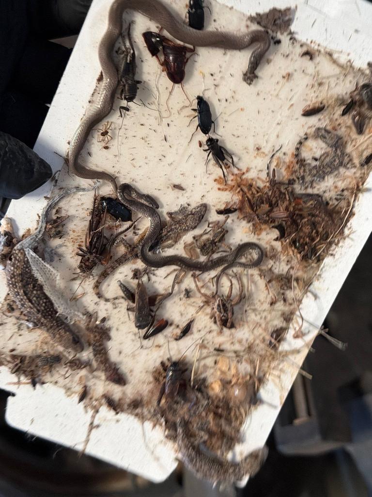 Indoor glue board packed with a small snake, lizards, roaches, crickets, and beetles collected during a pest control inspection in Frisco, Texas.
